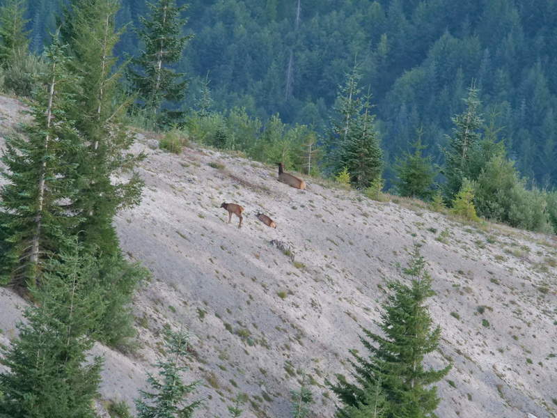 Some elk chilling
