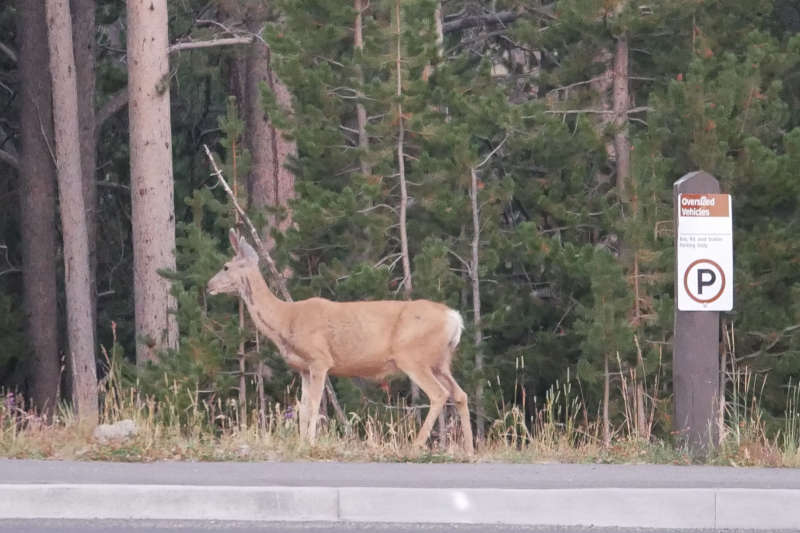 Silly deer, you're not an oversized vehicle!