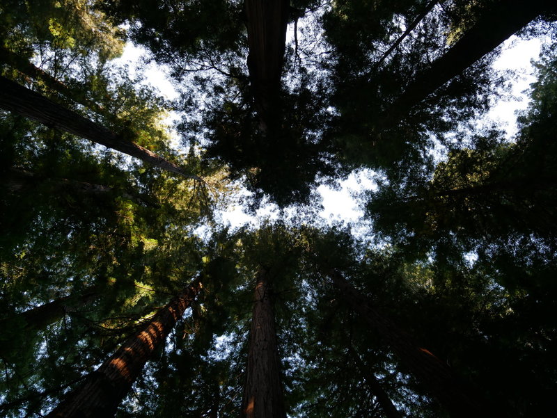Redwoods are pretty nice