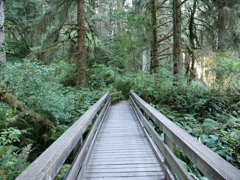 Bridge among lush vegetation