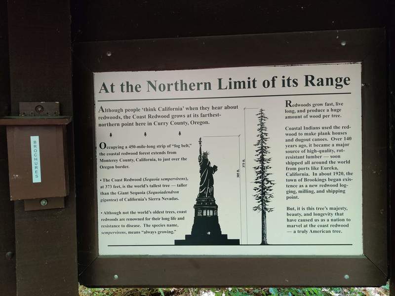 Oregon redwoods are the northernmost reach of redwood trees.