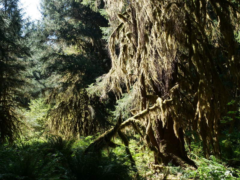 Hall of mosses