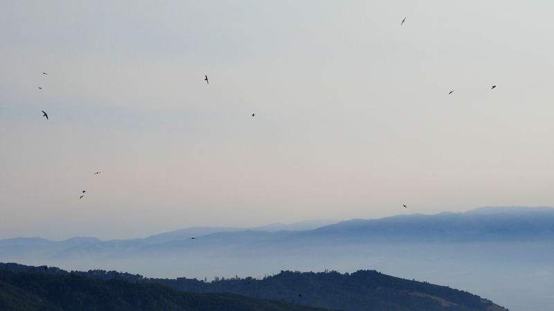 Birds around Fremont Peak, CA